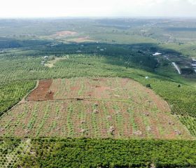 BÁN ĐẤT SÀO1q