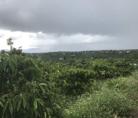BÁN ĐẤT VƯỜN1