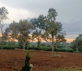 BÁN ĐẤT SÀO12