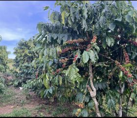 bán đất thôn 9 đại lào